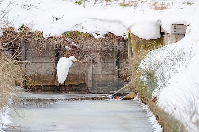 Great White Egret (Ardea alba) trying to survive by foraging in a small ditch in the Netherlands during a cold period in winter. stock-image by Agami/Arnold Meijer,