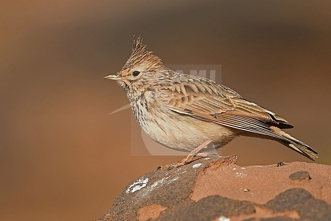 Thekla's Lark (Galerida theklae) at Oukaimeden, Morocco stock-image by Agami/Eduard Sangster,
