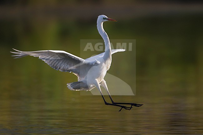 Grote Zilverreiger, Great Egret, Egretta alba stock-image by Agami/Daniele Occhiato,
