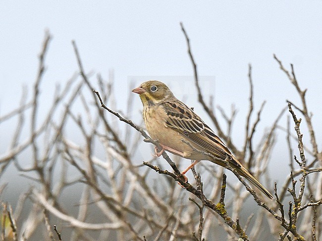 Adult male Ortolan Bunting (Emberiza hortulana) during autumn migration in Portugal. Perched in a low bush. stock-image by Agami/Laurens Steijn,