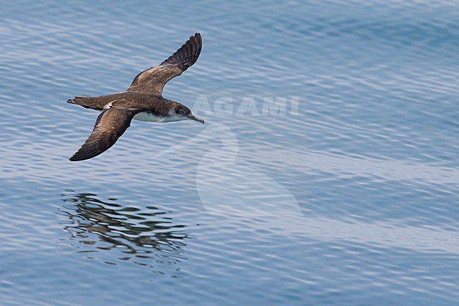 Yelkouanpijlstormvogel in de vlucht; Yelkouan Shearwater in flight stock-image by Agami/Daniele Occhiato,