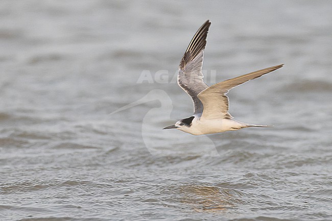 Common Tern (Sterna hirundo) in winter plumage in flight. stock-image by Agami/David Monticelli,