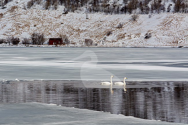 Two whooper swans, Cygnus cygnus, swimming in icy water. Vestvagoy, Lofoten Islands, Nordland, Norway. stock-image by Agami/Sergio Pitamitz,