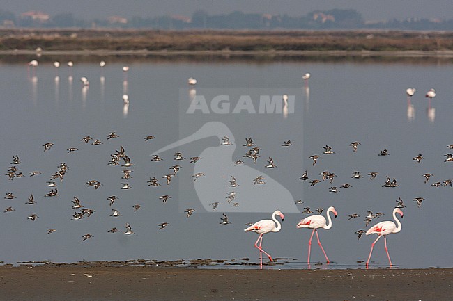 Dunlin - Alpenstrandläufer - Calidris alpina, France, Europese Flamingo, Greater Flamingo, Phoenicopterus roseus stock-image by Agami/Ralph Martin,