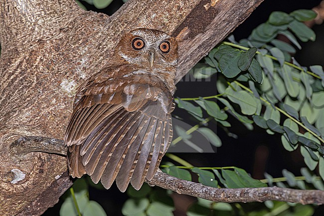 Puerto Rican Owl, Gymnasio nudipes, in Puerto Rico. stock-image by Agami/Pete Morris,