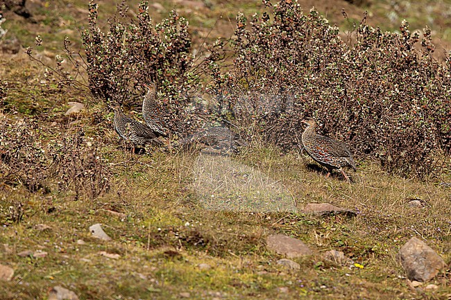 A flock of Chestnut-naped Francolins (Pternistis castaneicollis ssp. castaneicollis) on Sanetti Plateau in Ethiopia stock-image by Agami/Mathias Putze,