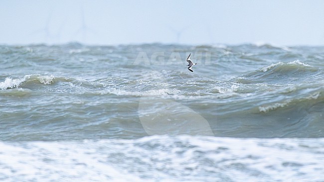  stock-image by Agami/Menno van Duijn,