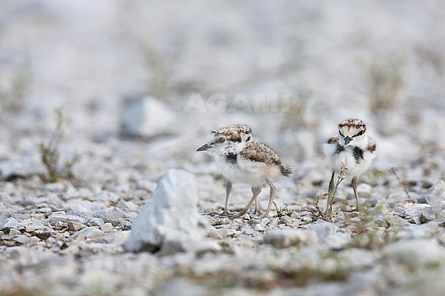 Little Ringed Plover (Charadrius dubius ssp. curonicus) Croatia, chicks waiting for their parents. stock-image by Agami/Ralph Martin,