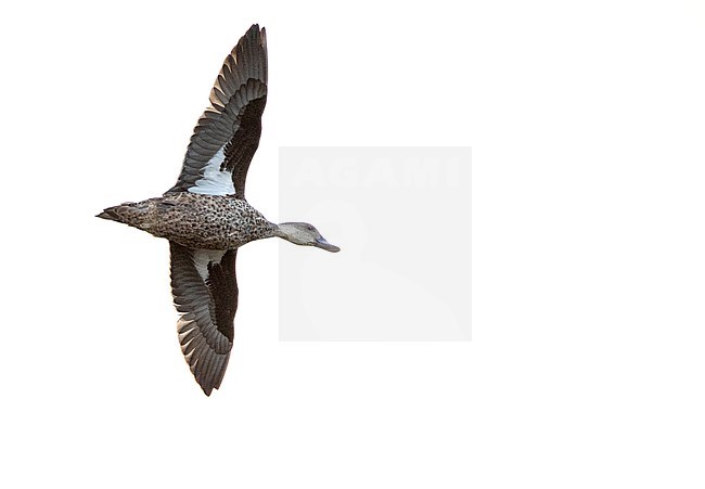 Grey Teal (Anas gracilis) in New Zealand. stock-image by Agami/Marc Guyt,