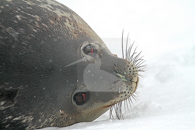Weddell seal (Leptonychotes weddellii) stock-image by Agami/Pete Morris,