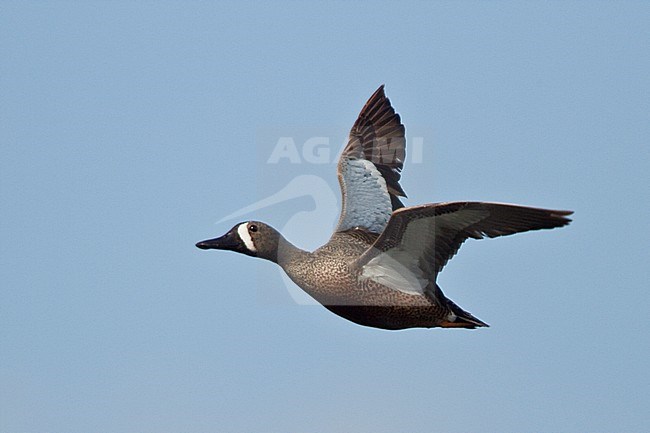 Blue-winged Teal (Anas discors) flying over a small pond in Alberta, Canada. stock-image by Agami/Glenn Bartley,