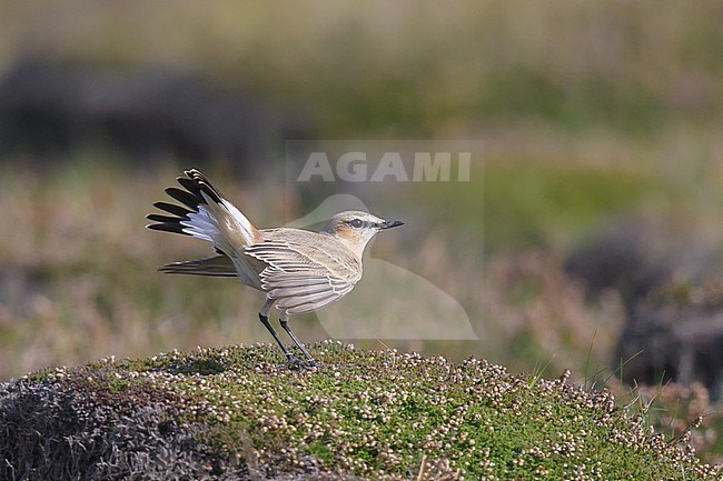 Isabelline Wheatear (Oenanthe isabellina), 1 cy, perched on a clod, with the vegetation as background. stock-image by Agami/Sylvain Reyt,