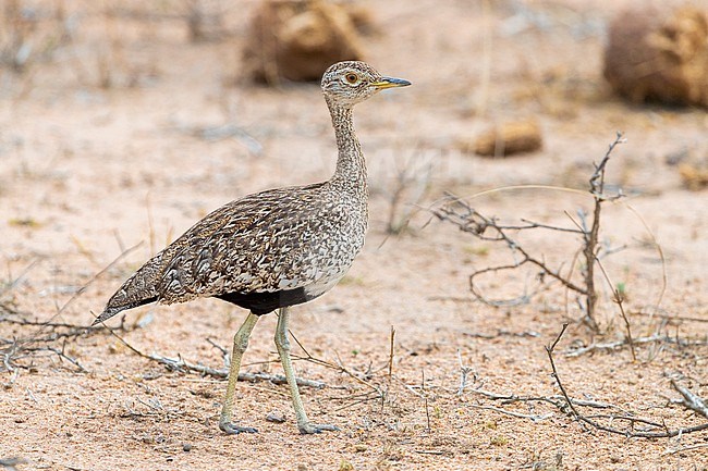 Red-crested Korhaan (Lophotis rufictrista), side view of an adult female standing on the ground, Mpumalanga, South Africa stock-image by Agami/Saverio Gatto,