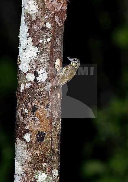 Bar-breasted Piculet (Picumnus aurifrons) female perched at a tree stock-image by Agami/Andy & Gill Swash ,