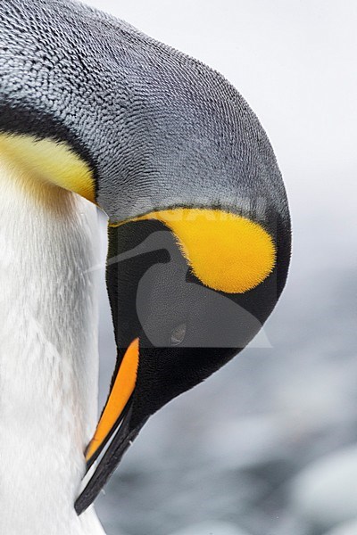 Closeup of a preening adult King Penguin (Aptenodytes patagonicus halli) on Macquarie Island, subantarctic Australia. stock-image by Agami/Marc Guyt,