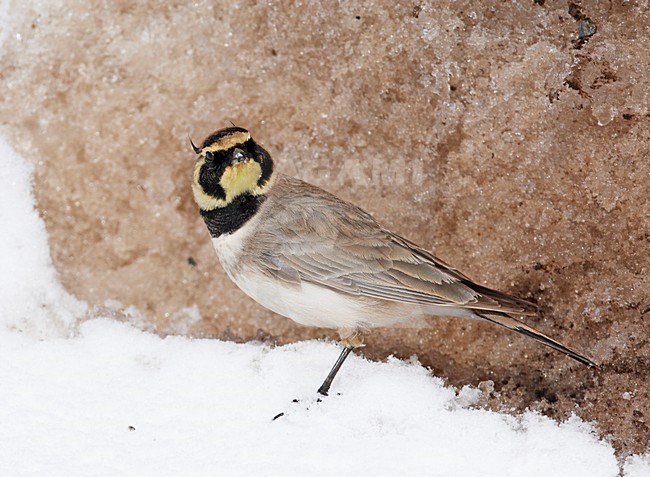 Atlasstrandleeuwerik foeragerend in de sneeuw; Atlas Horned Lark foraging in the snow stock-image by Agami/Markus Varesvuo,