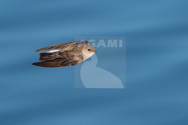 Adult
Imperial Co., CA
April 2022 stock-image by Agami/Brian E Small,