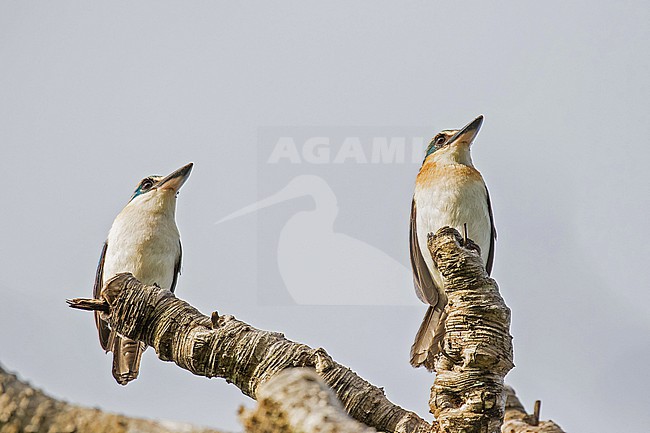 Mewing kingfisher (Todiramphus ruficollaris). Endemic to Mangaia in the Cook Islands. Its natural habitats are subtropical or tropical moist lowland forests and plantations. Also known as Mangaia kingfisher or tanga‘eo. stock-image by Agami/Pete Morris,