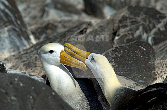 Waved Albatross displaying; GalÃ¡pagosalbatros baltsend stock-image by Agami/Roy de Haas,
