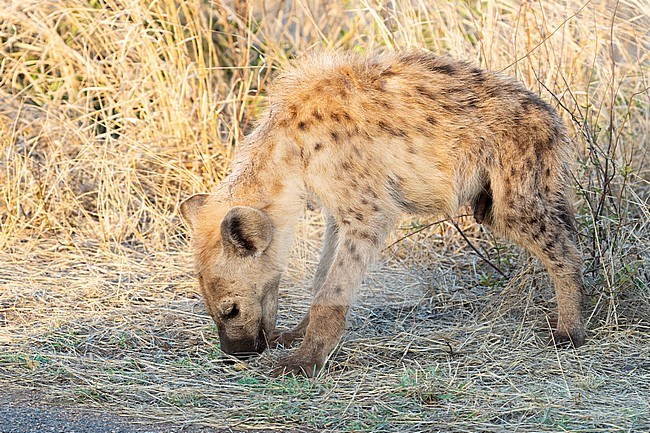 Spotted Hyena (Crocuta crocuta), a cub sniffing the soil, Mpumalanga, South Africa stock-image by Agami/Saverio Gatto,