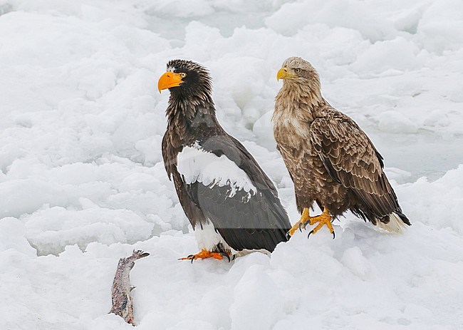 Adult Steller's Sea Eagle, Haliaeetus pelagicus, wintering at Rauso, Hokkaido, Japan. Together with a White-tailed Eagle. stock-image by Agami/Pete Morris,
