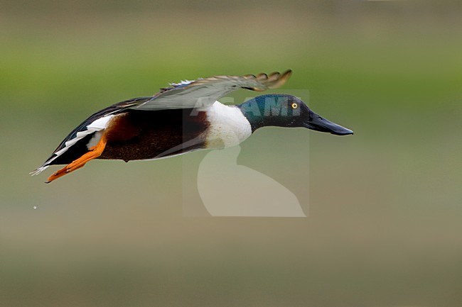 Mannetje Slobeend in vlucht; Male Northern Shoveler in flight stock-image by Agami/Daniele Occhiato,