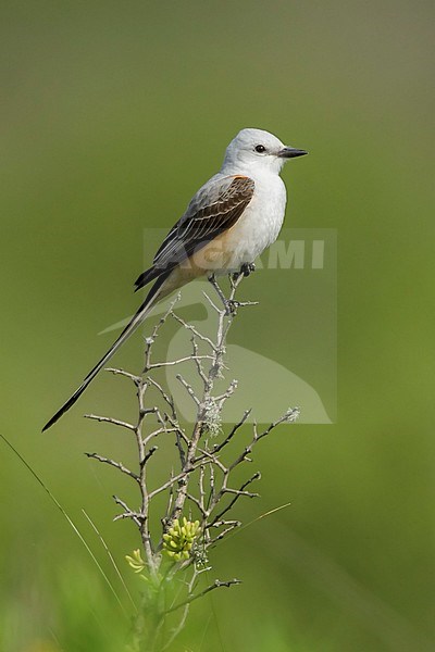 Adult Scissor-tailed Flycatcher (Tyrannus forficatus) perched in Texas, United States, during spring migration. stock-image by Agami/Brian E Small,