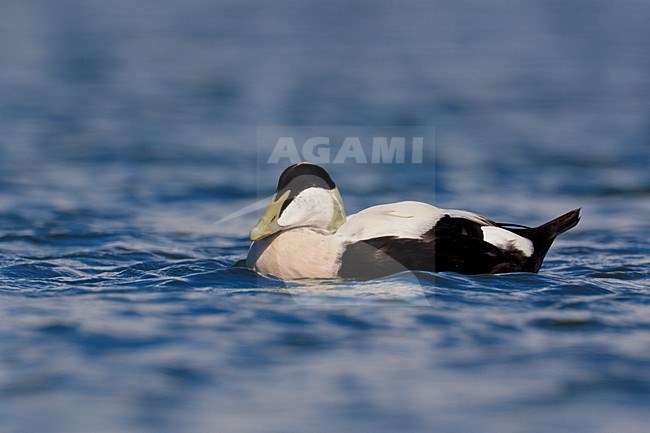 Eider mannetje in water; Common Eider male in water stock-image by Agami/Daniele Occhiato,