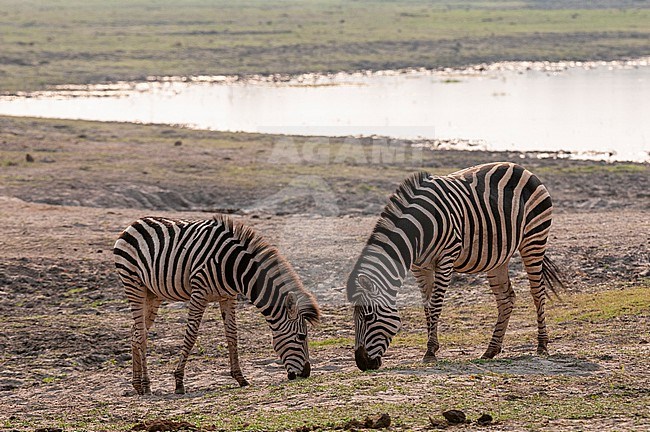 A pair of common zebras, Equus quagga, grazing near a waterhole. Chobe National Park, Botswana. stock-image by Agami/Sergio Pitamitz,