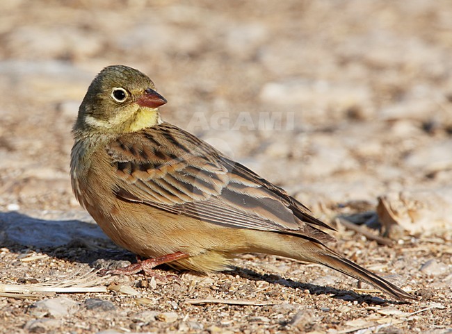 Mannetje Ortolaan in zit; Male Ortolan Bunting perched stock-image by Agami/Markus Varesvuo,