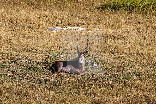 A male waterbuck, Kobus ellipsiprymnus, resting. Okavango Delta, Botswana. stock-image by Agami/Sergio Pitamitz,