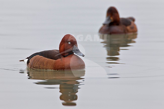 Mannetje Witoogeend zwemmend; Male Ferruginous Pochard swimming stock-image by Agami/Daniele Occhiato,