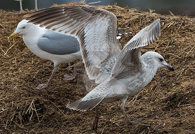 Immature American Herring Gull (Larus smithsonianus) in the United States. Showing upper wing, rump and tail pattern stock-image by Agami/Ian Davies,