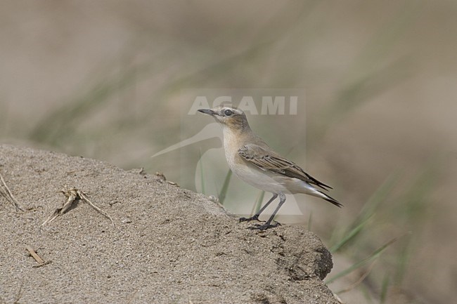Onvolwassen Tapuit  aan de grond; Immature Northern Wheatear perched on de ground stock-image by Agami/Daniele Occhiato,