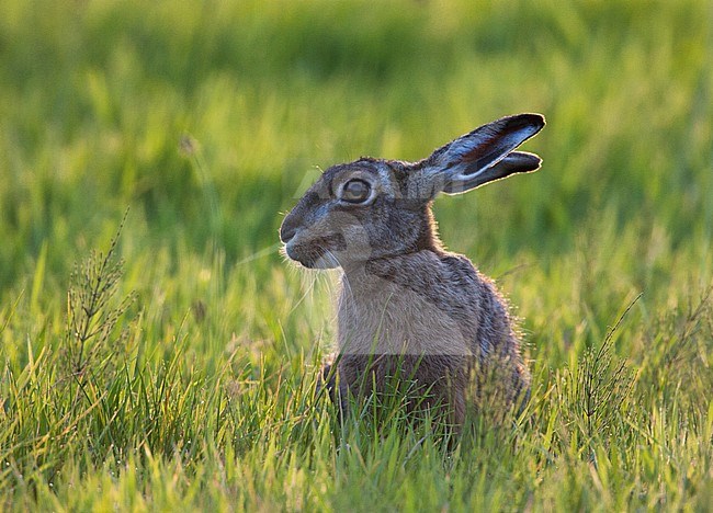 Europese Haas zittend in grasveld; European Hare sitting in grassland stock-image by Agami/Menno van Duijn,