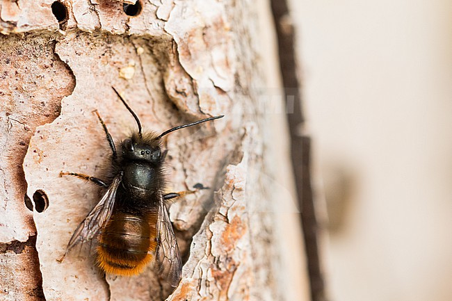Osmia cornuta - European orchard bee - Gehörnte Mauerbiene, Germany (Baden-Württemberg), imago, male stock-image by Agami/Ralph Martin,