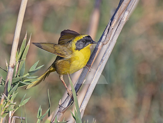 Male Belding's Yellowthroat (Geothlypis beldingi), endemic to southern Baja California in Mexico and drastically affected by habitat loss. stock-image by Agami/Pete Morris,