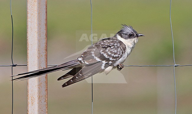 Great Spotted Cuckoo (Clamator glandarius) in Spain. Perched on wire of a fench in Extremadura. stock-image by Agami/Dani Lopez-Velasco,