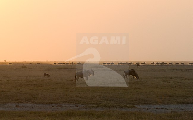 Blue Wildebeest, Gnoe stock-image by Agami/Roy de Haas,