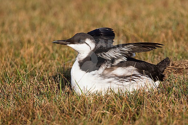 A Common Guillemot (Uria aalge) is seen sitting in the grass with its wings up. This bird is most likely a bird flu avian flu victim. stock-image by Agami/Jacob Garvelink,