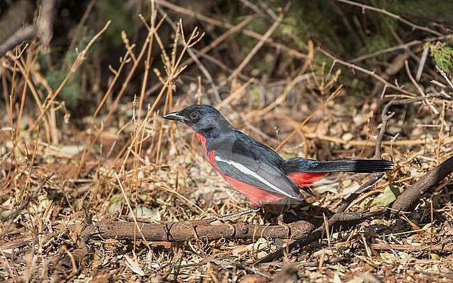 Crimson-breasted Shrike (Laniarius atrococcineus) in South Africa. stock-image by Agami/Pete Morris,