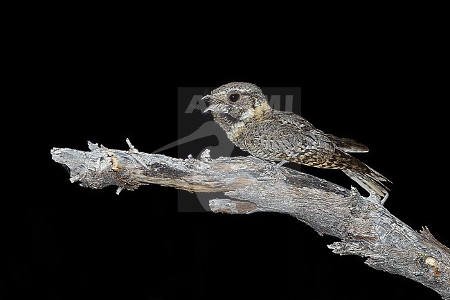 Adult male
Pima Co., AZ
May 2014 stock-image by Agami/Brian E Small,