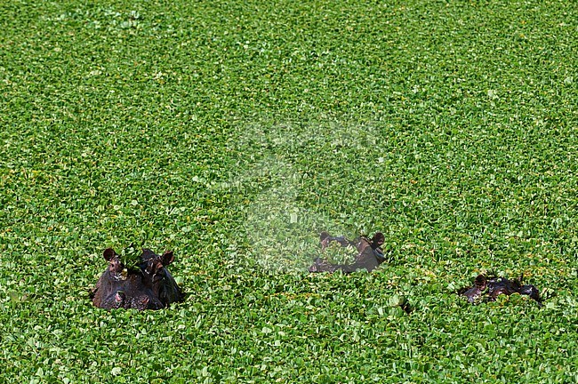Hippopotamuses, Hippopotamus amphibius, in a water pool filled with aquatic plants. Masai Mara National Reserve, Kenya. stock-image by Agami/Sergio Pitamitz,