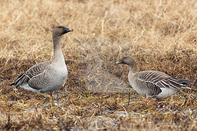 Tundra Bean Goose (Anser serrirostris), individuals standing on the ground, Finnmark, Norway stock-image by Agami/Saverio Gatto,