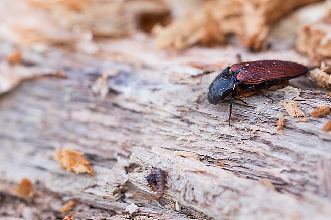 Ampedus pomorum, Germany (Baden-Württemberg), imago stock-image by Agami/Ralph Martin,