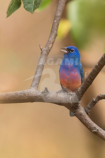 Rose-bellied Bunting (Passerina rositae) in mexico stock-image by Agami/Dubi Shapiro,