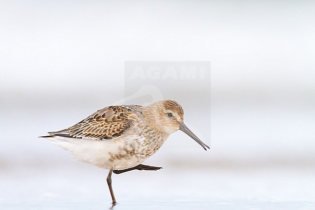 Bonte Strandloper, Dunlin, Calidris alpina juvenile foraging on beach stock-image by Agami/Menno van Duijn,