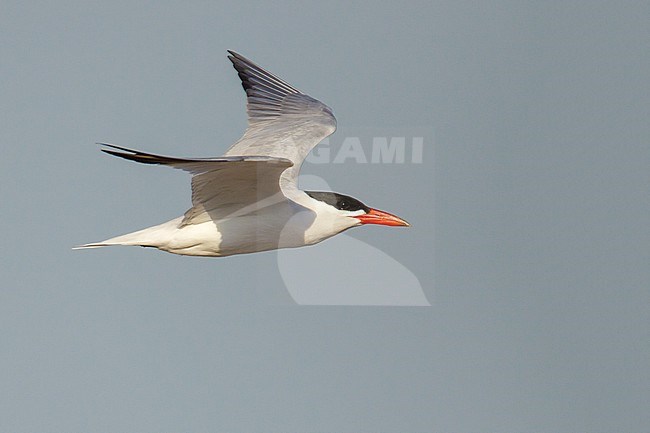 Adult breeding
Los Angeles Co., CA
May 2009 stock-image by Agami/Brian E Small,