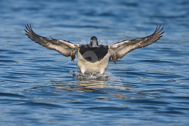 Lesser Scaup (Aythya affinis) landing on a lagoon in Victoria, BC, Canada. stock-image by Agami/Glenn Bartley,