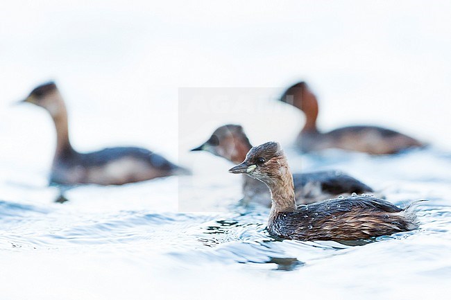 Wintering Little Grebe (Tachybaptus ruficollis ruficollis) on a lake in Germany. Four birds swimming together. stock-image by Agami/Ralph Martin,